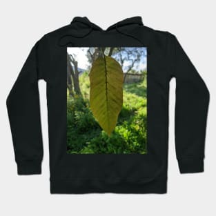 The Light that Passes Through You Hoodie